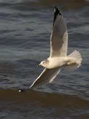 Larus delawarensis