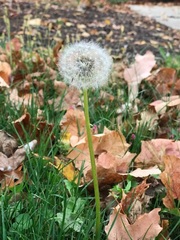 Taraxacum officinale