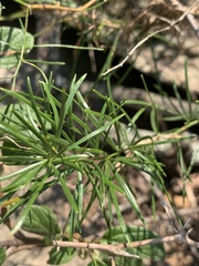 Asparagus angusticladus