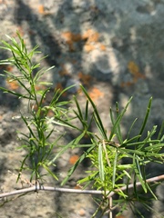 Asparagus angusticladus