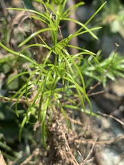 Asparagus angusticladus