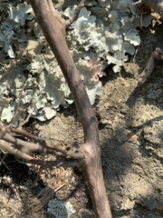 Asparagus angusticladus