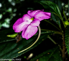 Impatiens venusta