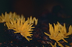 Physalacria sulphurea