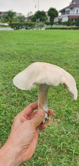 Macrocybe