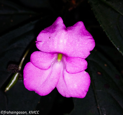 Impatiens venusta