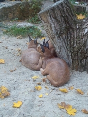 Caracal