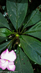 Impatiens venusta