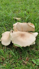 Macrocybe