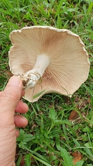 Macrocybe