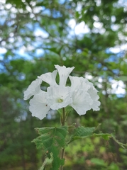Varronia leucocephala
