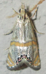 Euchromius