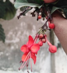 Clerodendrum splendens