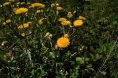 Helichrysum tenax