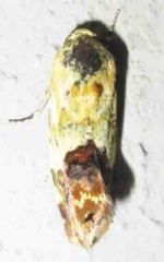 Acontia