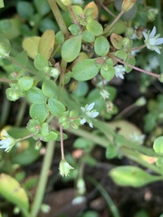Crassula pellucida brachypetala