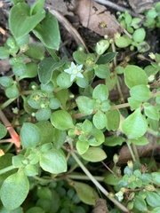 Crassula pellucida brachypetala