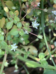 Crassula pellucida brachypetala
