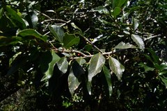 Ilex mitis