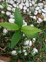 Syzygium samarangense