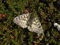 Parnassius eversmanni