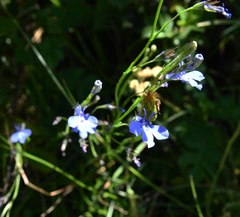 Lobelia flaccida flaccida