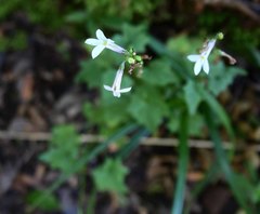 Lobelia vanreenensis