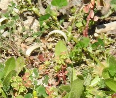 Euphorbia peplus