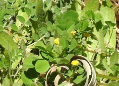 Medicago