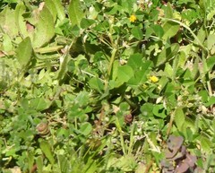Medicago orbicularis