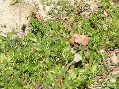 Medicago orbicularis
