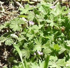 Geranium molle