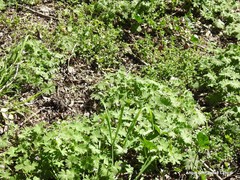 Geranium molle