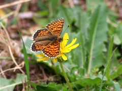 Melitaea arcesia