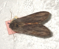 Cucullia lucifuga
