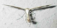 Oxyptilini