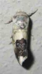Acontia