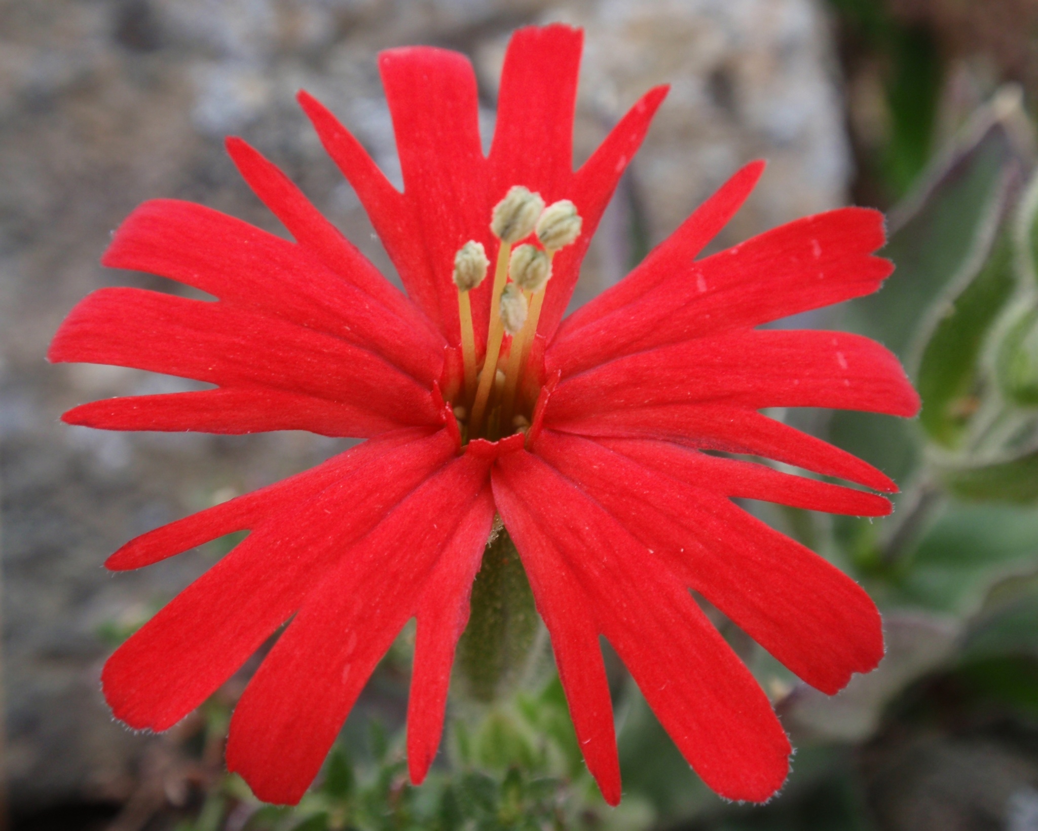 Silene laciniata ssp. californica