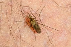 Aedes albifasciatus