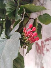 Clerodendrum splendens