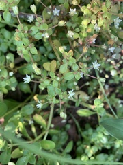 Crassula pellucida brachypetala