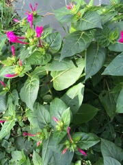 Mirabilis jalapa