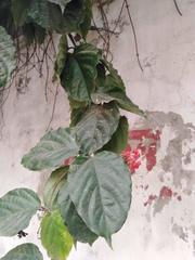 Clerodendrum splendens