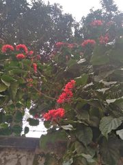 Clerodendrum splendens