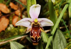 Ophrys dodekanensis