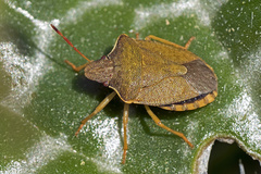 Peribalus strictus strictus