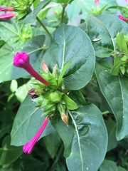 Mirabilis jalapa