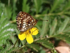 Melitaea diamina