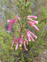 Erica versicolor