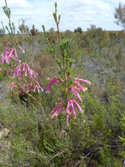 Erica versicolor